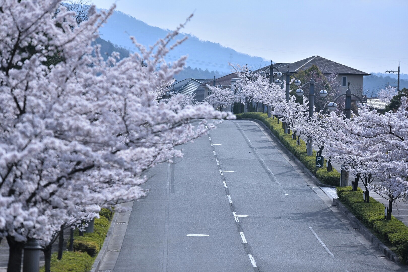 桜❀　1010 桜：十月桜（ジュウガツザクラ）接木苗4～5号ポット の通販