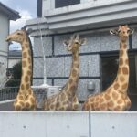 キリンが3頭になりました🦒🦒🦒✨✨