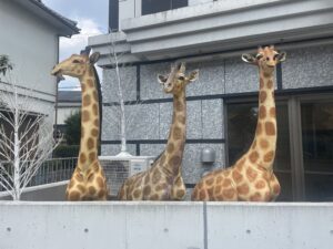 キリンが3頭になりました🦒🦒🦒✨✨