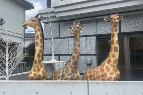 キリンが3頭になりました🦒🦒🦒✨✨