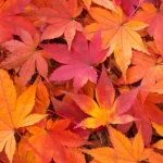 【社員研修に伴う臨時休業のお知らせ】 【社員研修に伴う臨時休業のお知らせ】